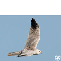 گونه سنقر سفید Pallid Harrier